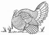 Turkey Coloring Pages Drawing Thanksgiving Realistic Wild Drawings Printable Bird Adult Hunting Draw Animals Color Kids Animal Adults Head Fall sketch template