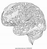 Cerveau sketch template