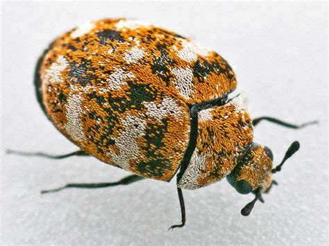 carpet beetle control london uk prime pest control london