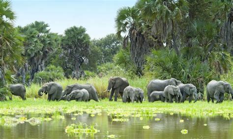 selous game reserve tanzania  destinations
