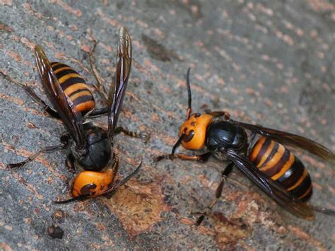 What The Sting Wound From Those Killer Hornets In China