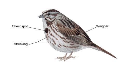 bird body parts diagram