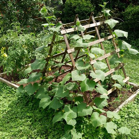 vegetable garden trellis ideas  ways  max  harvest storables