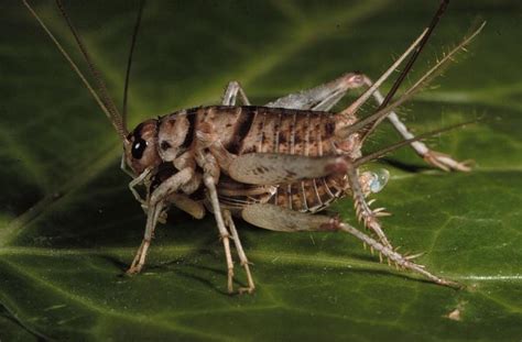 These Real Life Zombie Bugs And Parasites Will Chill Your