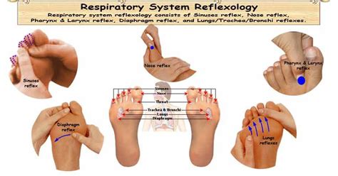 reflexology therapy for respiratory system strengthen lungs soothe