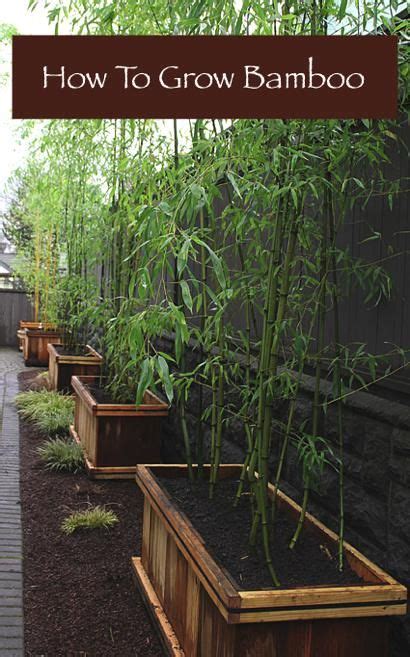 potted bamboo ideas  pinterest bamboo  pots bamboo
