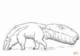 Tamandua Ausmalbild Desenho Riesenkalmar Bandeira Anteater Kalmar Koloss Zum Supercoloring Ameisenbär Designlooter Tintenfisch sketch template