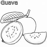 Guava Fruit sketch template