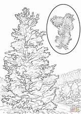 Pine Coloring Ponderosa Bristlecone Pages Getdrawings Drawing sketch template