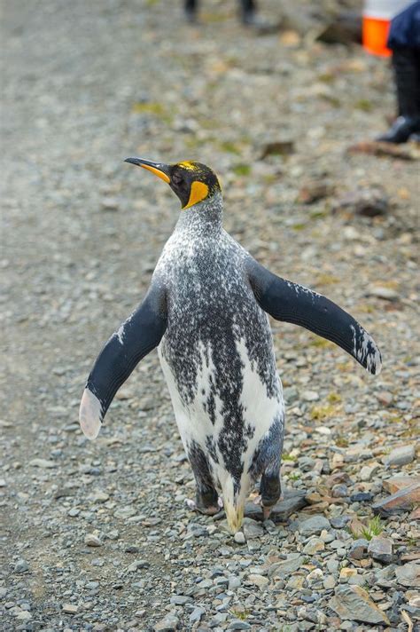 Unusual Penguins — Australian Antarctic Division