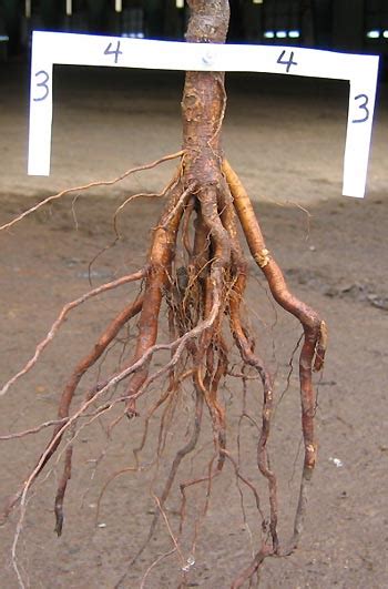 lateral root spread roots growth  planting roots landscape plants edward  gilman