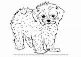 Maltese Draw Drawing Dog Dogs Step Tutorial Tutorials Cartoon Cavapoo Drawingtutorials101 Cute Puppies Choose Board sketch template