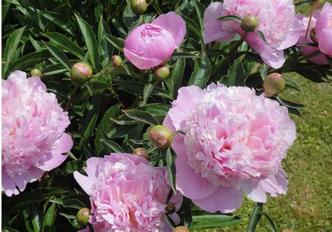 types  peonies discover  variety  beauty   bloom