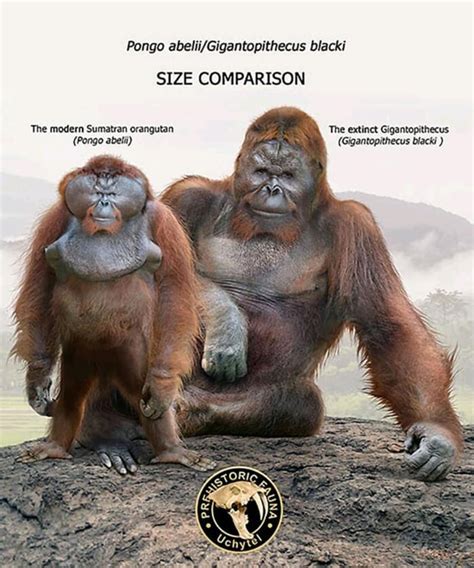 modern orangutan compared   extinct gigantopithecus holy huge naturewasmetal
