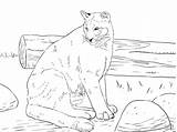 Coloring Panther Pages Coloringbay sketch template