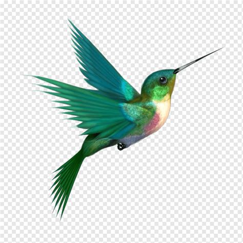 hummingbird bird animals fauna sticker png pngwing