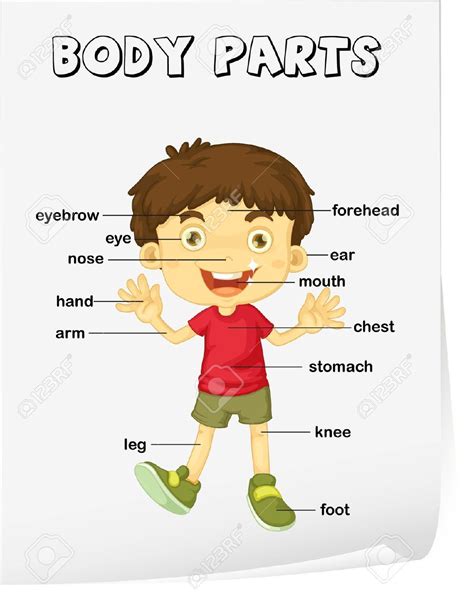 body parts  pictures human body picture outline  organs