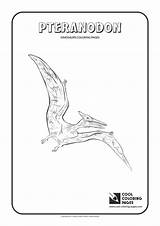 Coloring Pteranodon Pages Cool Dinosaurs Print sketch template