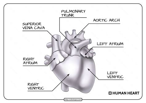 printable parts   human heart worksheet