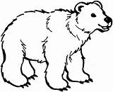 Bear Coloring Cute Little Clipart Clip Polar Netart Printable Bears Template Pages sketch template