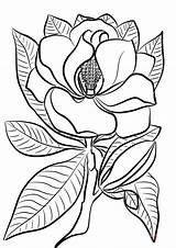 Magnolia Colorare Flores Tegninger Piante Kolorowanka Gratuito Dibujosparacolorear Supercoloring Bambini Farvelægning Drukuj sketch template
