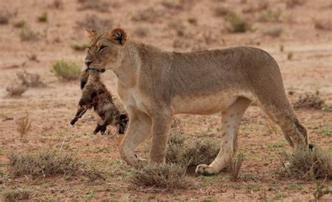 lioness kills bat eared fox