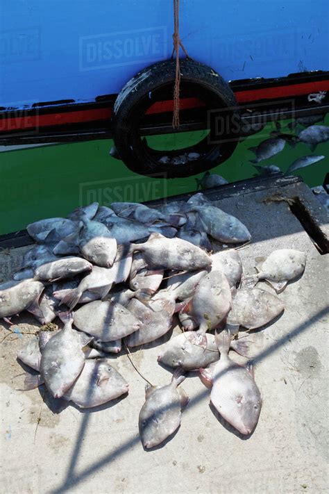 pile  dead fish   edge   dock stock photo dissolve