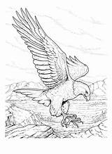 Eagle Coloring Pages Flying Template Bald Printable Book sketch template
