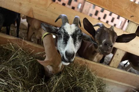 find boer goat breeders