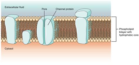 diagram shows  cross section   cell membrane  cell
