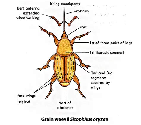 structure life cycle  economic importance  weevil beetle