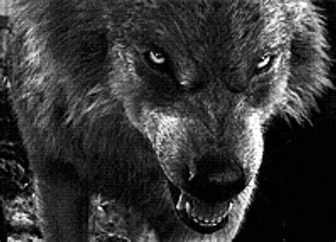 dire wolf canis dirus lobo gigante lobo cinzento lobo