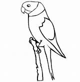 Coloring Pages Parakeet Kids sketch template