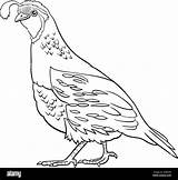 Quail Drawing sketch template