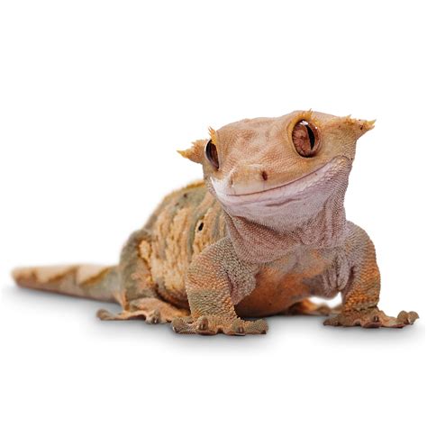 crested gecko petco