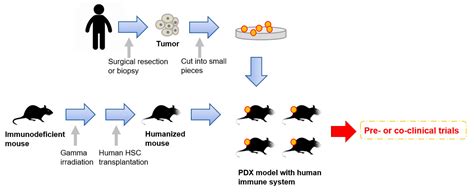 cells  full text patient derived xenograft models  breast cancer   application