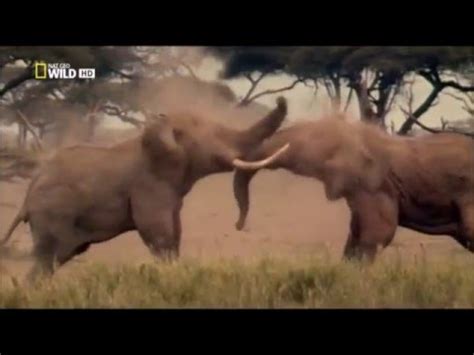 elephant  elephant deadliest fight nat geo wild youtube