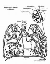 Coloring Lungs Pages Lung Anatomy Human Template Circulation Pulmonary Popular sketch template