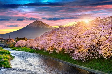 czym jest hanami  dlaczego japonia  kraj kwitnacej wisni