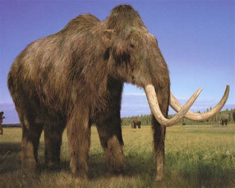 woolly mammoth walking  wikis   walking  encyclopedia