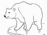 Polar Urso Ursos Pintar Mcoloring sketch template