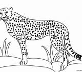 Cheetah Coloring Cub Pages Step Drawing Color Getdrawings Getcolorings Baby sketch template