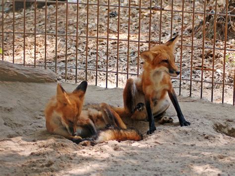 zoo red fox