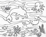 Mewarnai Marinos Binatang Acuaticos Marins Acuáticos Delfini sketch template
