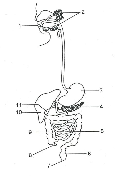 digestive system diagram unlabeled koibanainfo digestive system diagram heart diagram