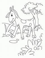 Coloring Pages Goat Cute Goats Billy Gruff Pygmy Popular Coloringhome sketch template