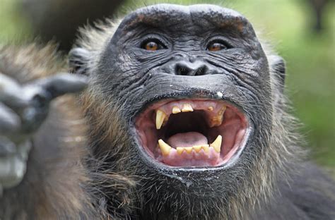 da lacht der schimpanse panorama badische zeitung