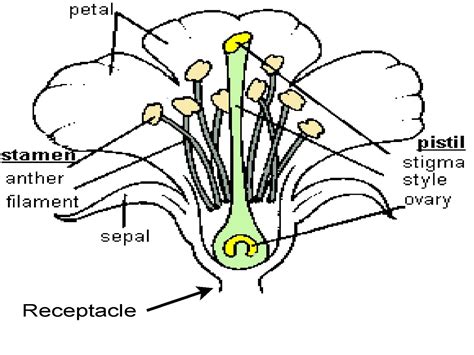 diagrams  flower parts  diagrams