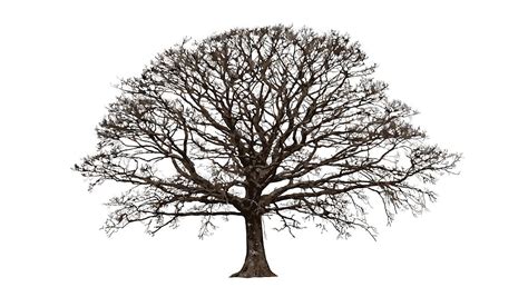 drawn oak tree oak tree tattoo winter trees white oak tree