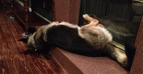 my defective gsd in various sleeping positions album on